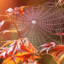 header-news